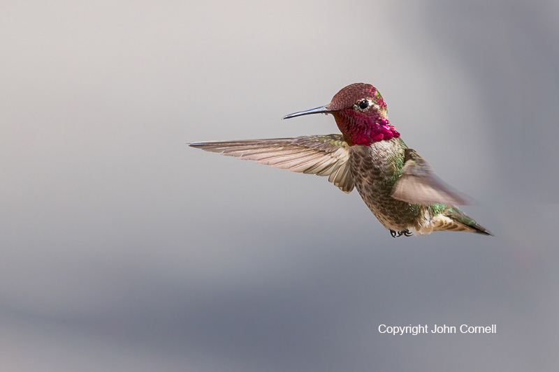 Anna's Hummingbird;Calypte anna;Flying Bird;Hummingbird;Male;One;Photography;action;active;aloft;avifauna;behavior;bird;birds;color image;color photograph;feather;feathered;feathers;flight;fly;flying;in flight;motion;movement;natural;nature;one animal;outdoor;outdoors;portrait;soar;soaring;wild;wilderness;wildlife;wing;winged;wings